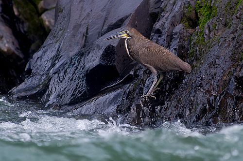 Fasciated tiger heron